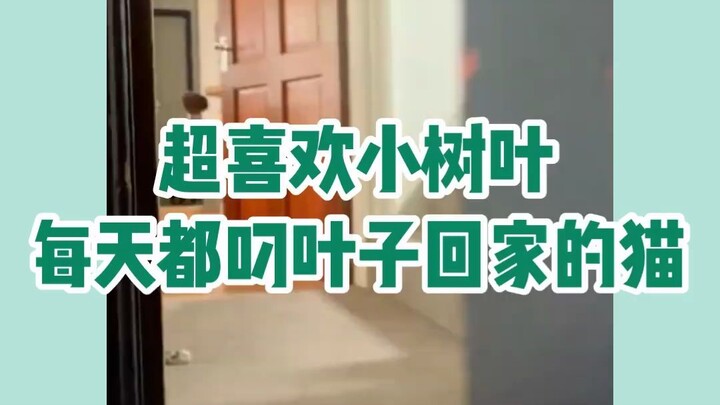 قطة صغيرة تعرف كيف تُسعد الآخرين