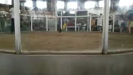 1x winner