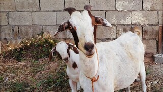 GOAT FARM VISIT| Buying #ANGLO #BOER