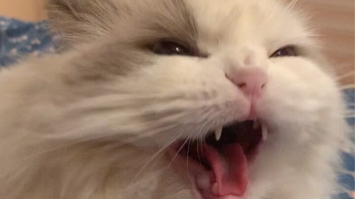 I've successfully learned cat swear words—improvising a bit