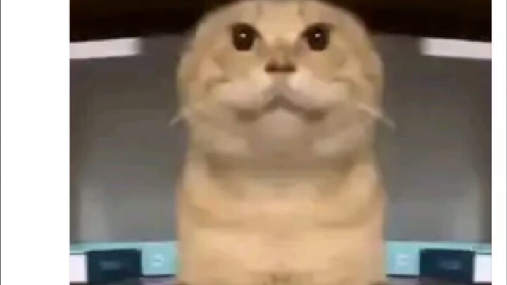 Jika kucing-kucing berikut menjadi hewan peliharaan Anda, bagaimana Anda menilai mereka?