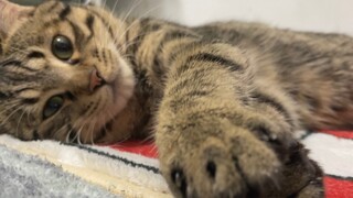 Saat anak kucing tertidur, saya menggelitik perutnya: Parkour di malam hari, melunasi utang di siang