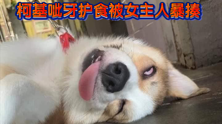 Corgi bares its teeth to guard food and gets beaten up by its owner