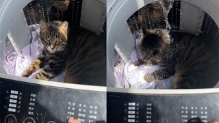 The cat hid in the washing machine and refused to come out. The owner calmly pressed the start butto
