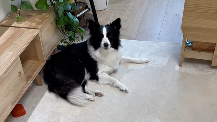 บอร์เดอร์คอลลี่นี่ช่างไม่เหมือนใครจริงๆ ถึงขั้นทำเรื่องไร้ยางอายได้เลย...