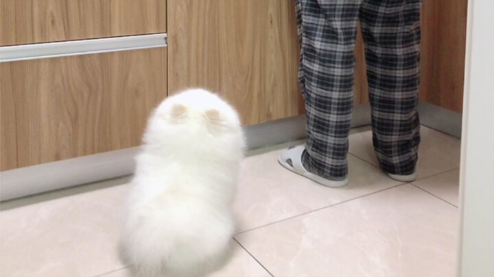 لا أستطيع التوقف عن الضحك! كل مرة يضرب فيها أبي بسكينه، يحصل على عواء كلب!