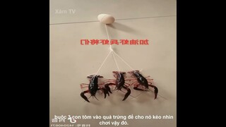 Review Tại Sao Đàn Ông Lại Ế Vợ | Review Những Video Triệu View | Kênh Xàm TV