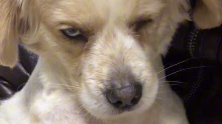 Anjing Penghibur: Mending kita keluar ngobrol, yuk?