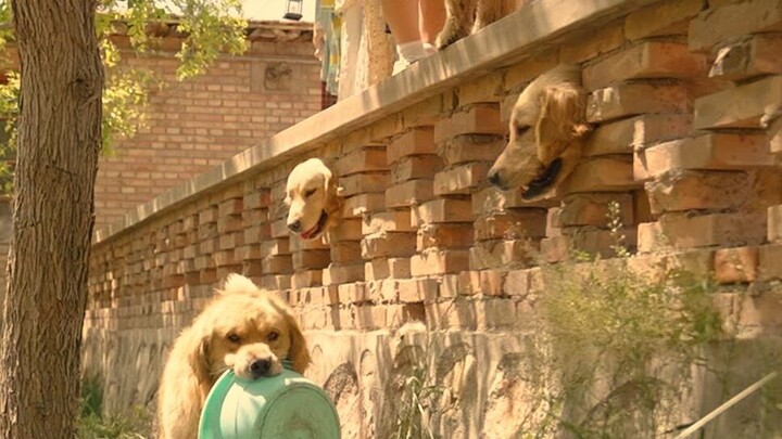 You raise a dog for a thousand days, only to use it for a single moment.