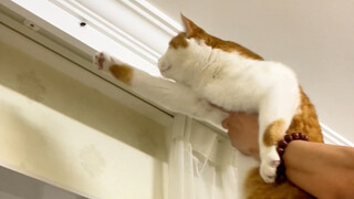 The cat is not raised in vain, it will really come to you when something happens.
