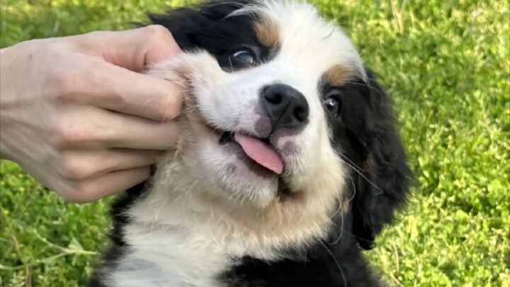 Maybe you like the super-cute, unbeatable Little Doctor Bo?