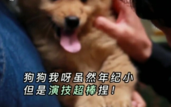 Did the little dog’s “on-the-spot improvisation” at 15 seconds in “Hachi: A Dog’s Tale” blow you awa