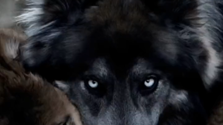 The Blue Bay Shepherd you’ve been asking for is here!