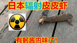Đánh bắt tôm bọ ngựa ở một bến cảng Nhật Bản