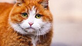 Kucing Rakus Kota Terlarang Papa, Kisah Keluar Untuk Berburu Dan Gagal