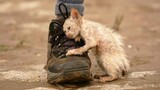 30 Animals That Asked People for Help & Kindness !