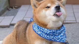 Cutest Dogs In The World 2019 - Cute Face Dog Compilation | Funny Dogs And Cats