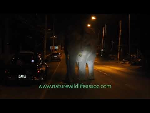 NWA elephant team Moo Si/Khao Yai