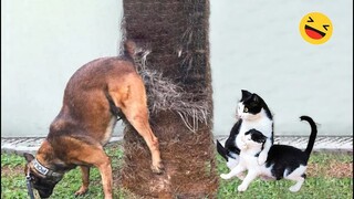 New Funny Animals 🐽 Funniest Cats And Dogs Videos 2023😺🐶 #1