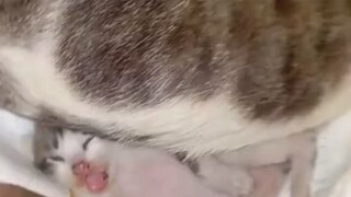 Kucing Kegencet