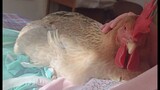 [Animals] My Pet Hen Jumps Into Bed Looking For Me To Cuddle It