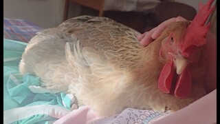 [สัตว์โลก] แม่ไก่ของฉันกระโดดขึ้นเตียงมาให้ฉันกอดด้วยตัวเอง