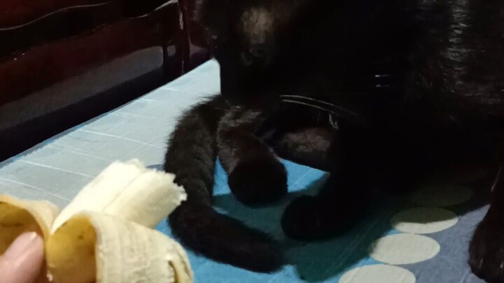 Cat dedma eating banana