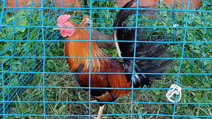 3x winner gb sweater x pure gilmore