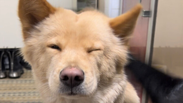 Mẹ ơi, sao đầu con ong ong thế này?