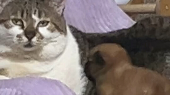 我家煤球好友好