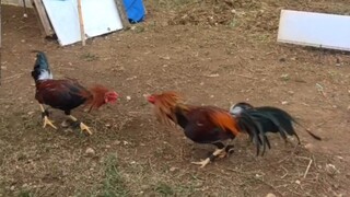 Papawis muna ang mga batang kanto.