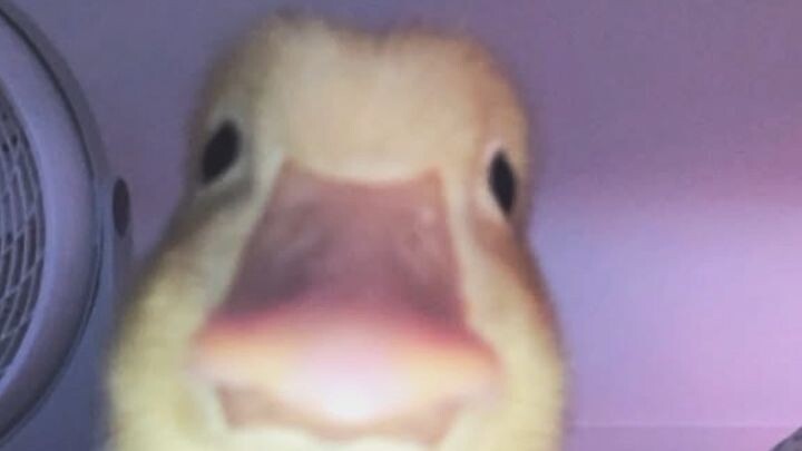 face reveal hahaha###