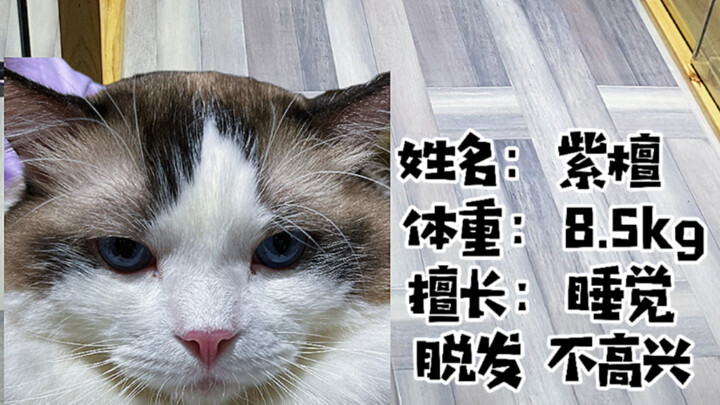 Kitten Sports Day: Opening Ceremony