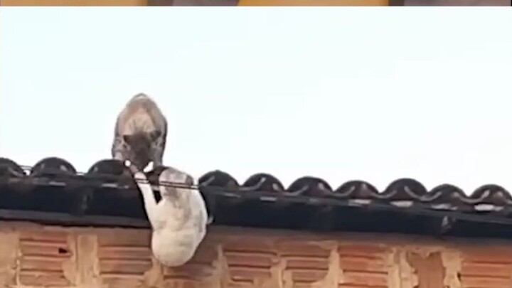 The Lion King vs. the Cat King
