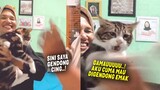 LUCU BANGET.! Saking Sayangnya Sama Emak, Kucing Ini Gamau Digendong Orang Lain ~ Video Kucing Lucu
