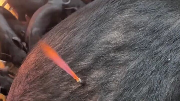 Fire-breathing pig