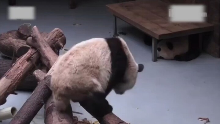 Having ended her wild training, Ellie has returned to the base and started kindergarten with everyon