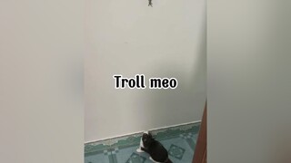 Tôi muốn tag  thách làm trò nàyyyyy mèo cute cat