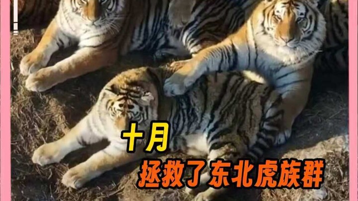 Gunung Changbai: Mimi, ngemil terus-terusan; Oktober: Sudah datang
