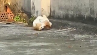 Con mèo đang chơi với con chuột!