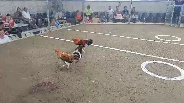 talo bulik naten mga boss big time nakalaban may ari ng sabungan