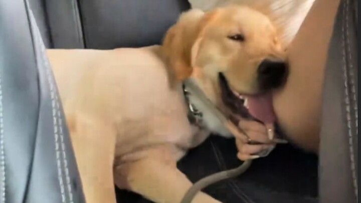 [Animal Voiceover] Hehe, in my next life I’ll still be your dog.