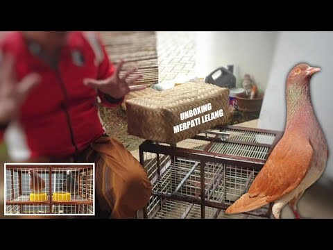 UNBOXING MERPATI PLAYER PEKALONGAN