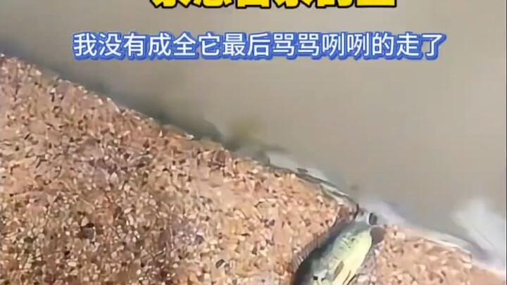 Fish: Not all fish want to be salted fish!