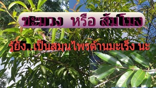 สรรพคุณทางยาของชะมวง หรือส้มโมง ที่หลายคนอาจยังไม่รู้/โดยฮอยไทยอีสาน