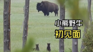 那些美好的动物视频！