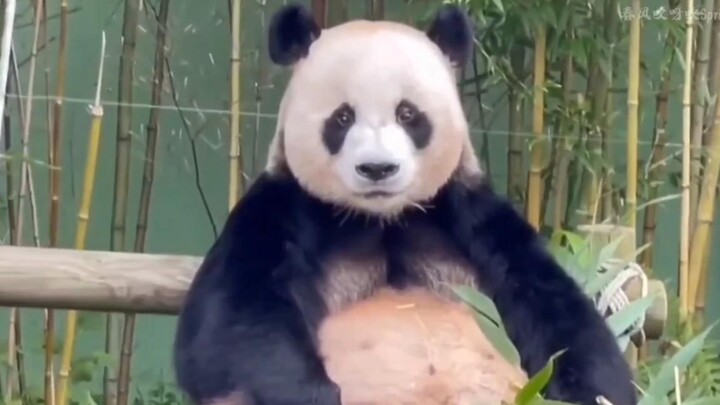 Haha, cứ đến phần của Lạc Bảo là phong cách vẽ lại thay đổi luôn!