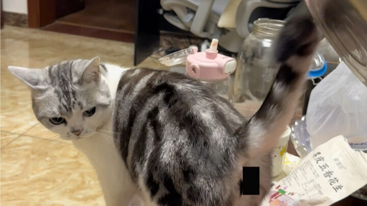 Why does she wag her tail so vigorously? Is she a reincarnated dog?