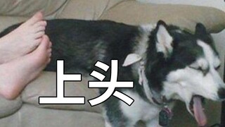 The owner of the house was awakened by a foul smell in the middle of the night and saw a thief takin