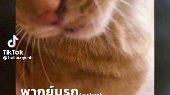 แมวเป้า